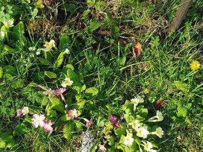 flowers